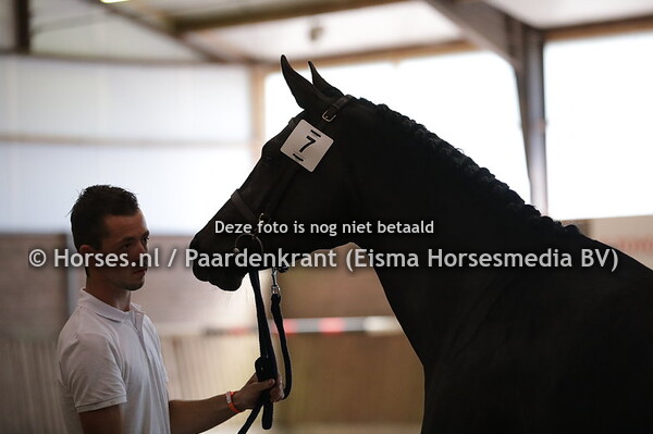 7  Mubala J.B. (Freeman VDL x Afabala v. Odermus R)