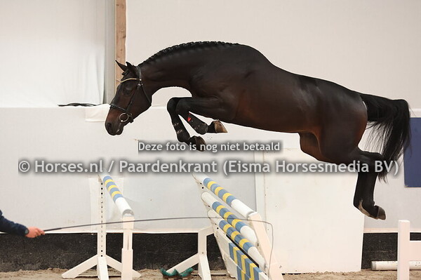 30 Poseidon Z (Pesase van't Ruytershof x Untuoched)