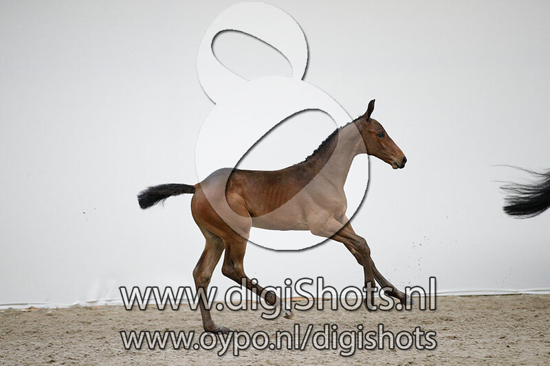 Diamant van de Wimphof Z v. Diamant de Semilly