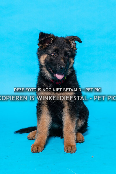 026 hond