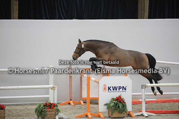 68 New Diamond J (Diamant de Semilly x Anora II v. Goodtimes)