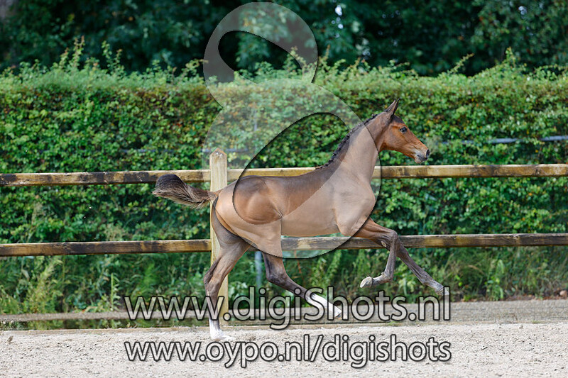 Glory Key SR Z v. Grandorado Tn