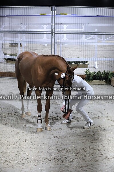 210 Nashville  (United Touch S x Geville v, Diarado)