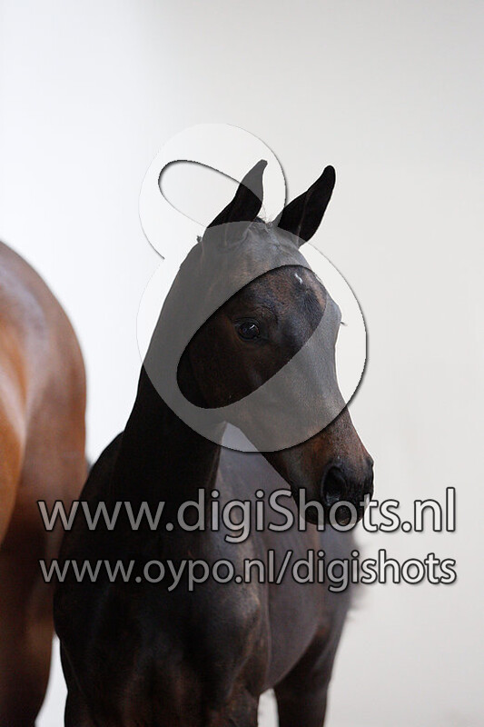 Nancarus SMH v. Douglas