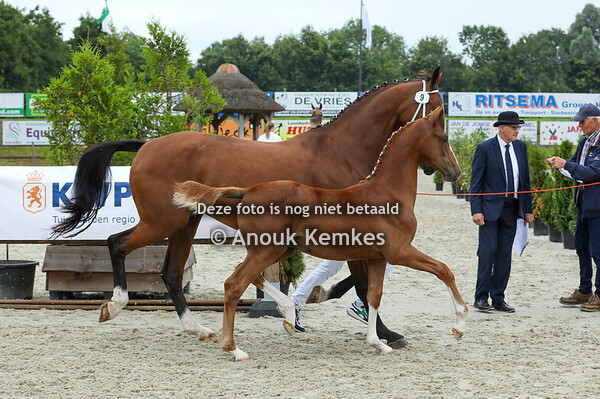 1 - Viriantha PSH ( Oberon x Fantijn )