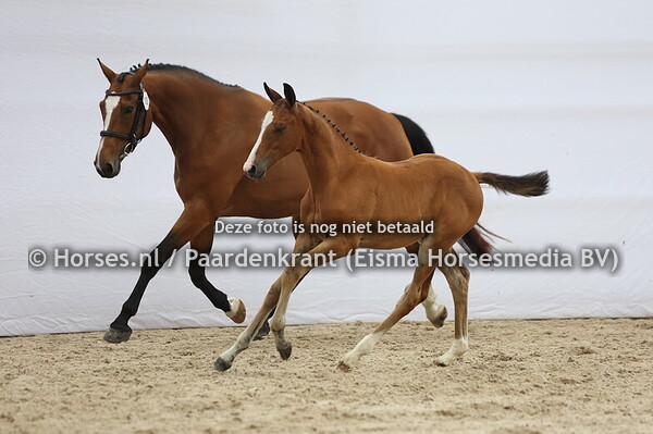 10 Verron (New Pleasure x My Werna v. Zirocco Blue)