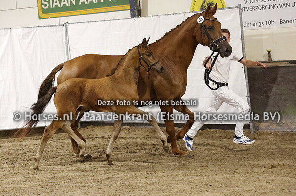 56  Ubatzda (Mc Laren x Guleida v. Uphill)