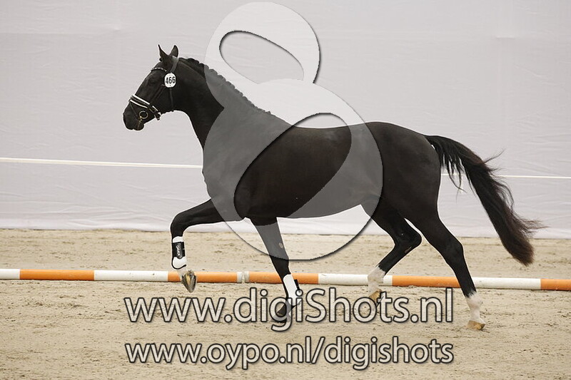 Salsa d' Or v. Nacho