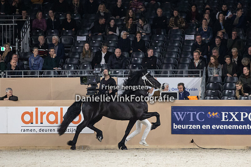 Hengstenkeuring 2023 Wardy 509