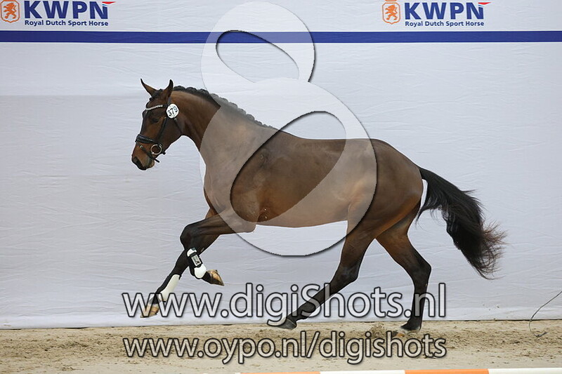 Team Member Utopia SF