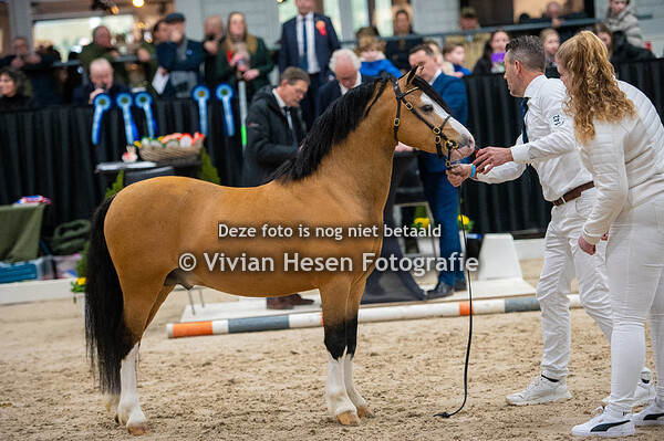 Stamboekhengsten sectie A