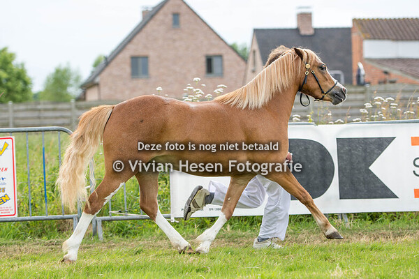 Nationale Show Welsh Belgium