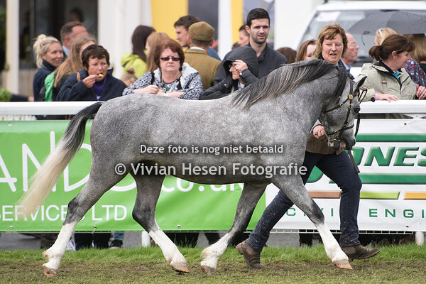 3 Year Old Colts Section A