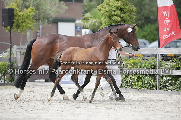 87 Skye Dreamer Areina (Love Connects x Dutch Dormello)