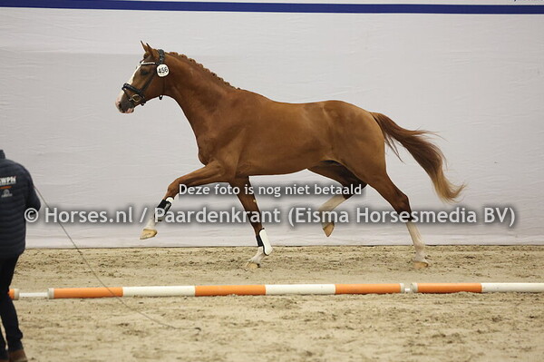 456 (My Blue Hors Santiano x Franklin)