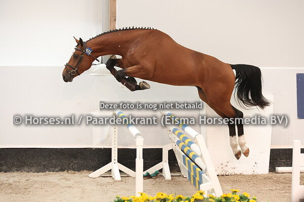 21 Chat Afffair Z (Chat Botte du Ruisseau Z x Arko 111)