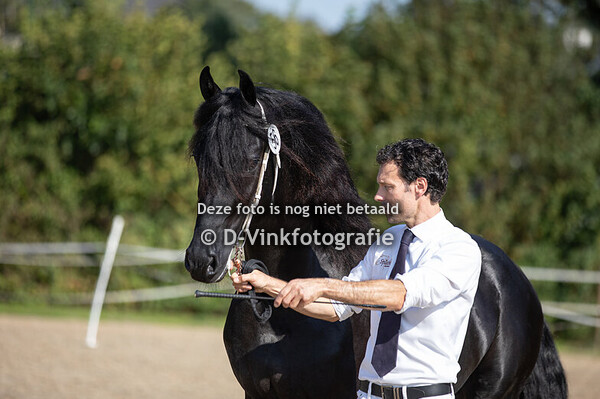 Rubriek 17 VB hengsten voor ster