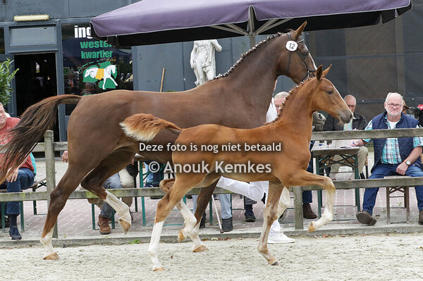 012 - UIONIKA MACHO X ATLEET E. DE RINK, FOXWOLDE