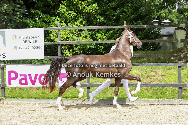 Satinkie ( Lexington x Unieko )