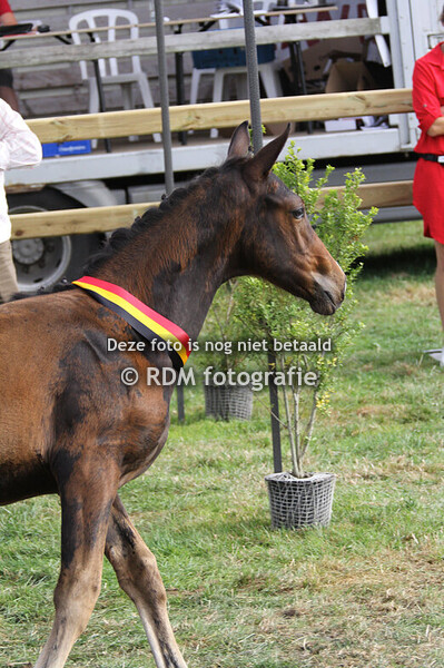 BWP keuring 2024 Wippelgem deel 2 na middag 