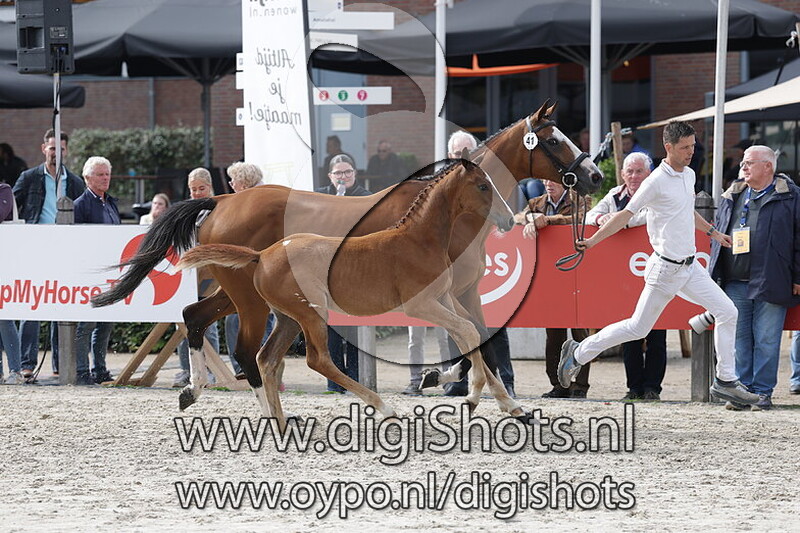 Vaya Lou v. Ruzgar VII