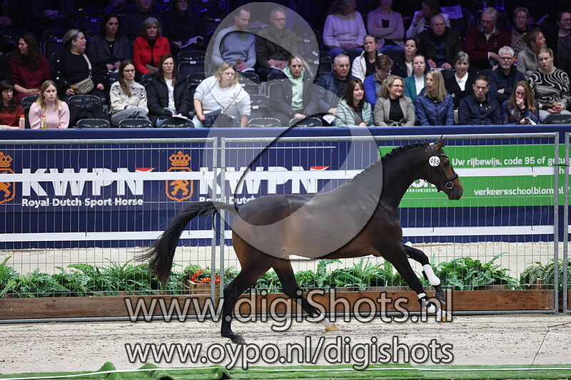 Special Order STH v. My Blue Hors Santiano