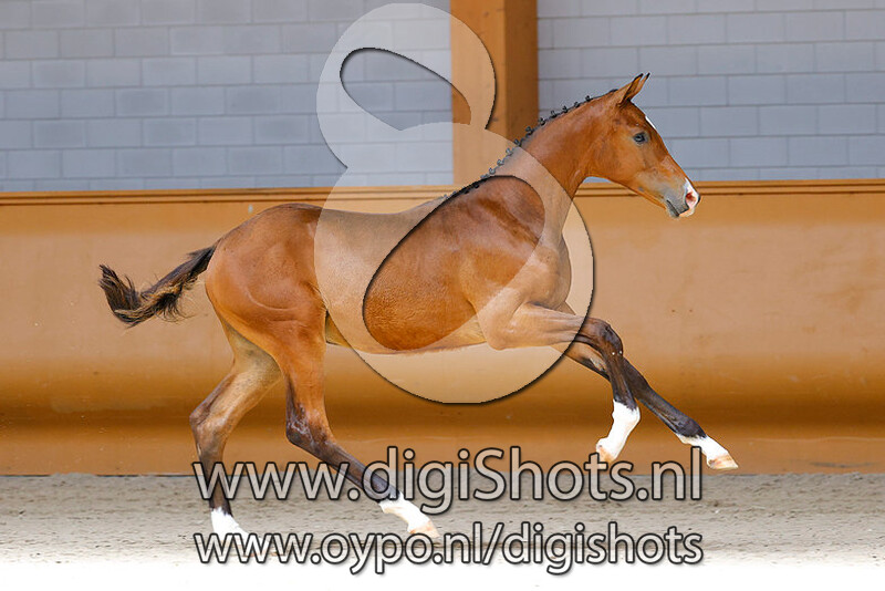 Rultimo du Quidam v. Ultimo van ter Moude