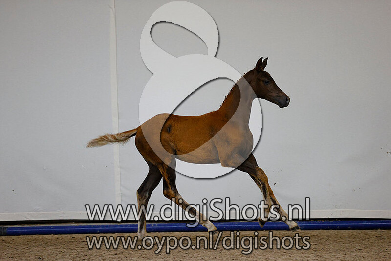 Le Formidable x Florencio I