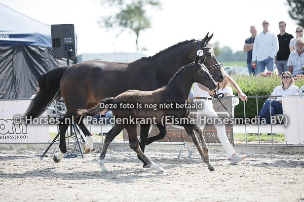 17 Steenrijke (For Ferrero x Dorarijke v. Oscar)