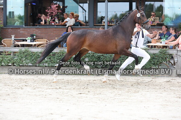 35 Soley  van Landgoed Rijs (Taminiau x Nina Ferdeaux)