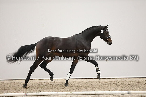 487 Incognito x Everdale