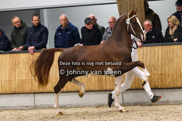 hengstenkeuring tuigpaarden Ermelo 2024