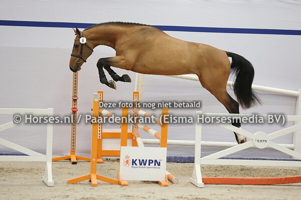 8 (Baloubet du Rouet x Cento)