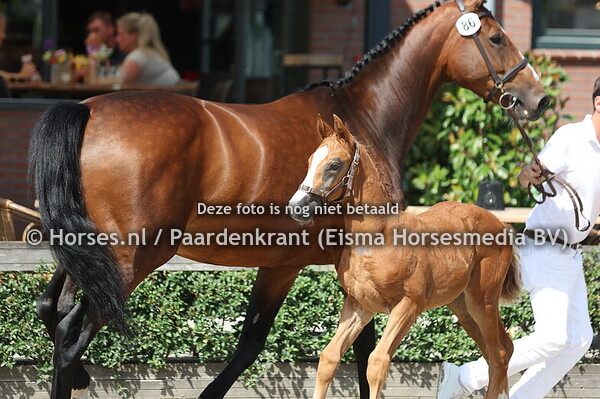 86 Vigo (Carrera VDL x Kelvira v. Chaman v. Diamant de S)