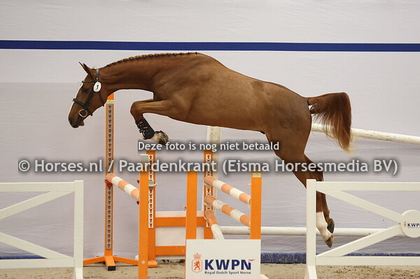 1 (Agalandro Keizersberg x Chellano Z)