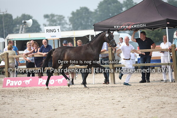 119 Lucendy (Dundee  M x Cendy v. Vivaldi)