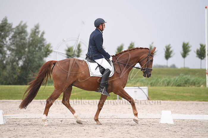 Klasse B L1 paarden