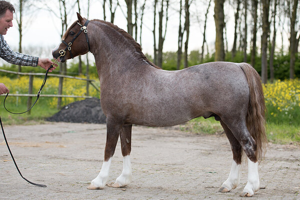 WPCV Premium Stallion & Youngstock Show