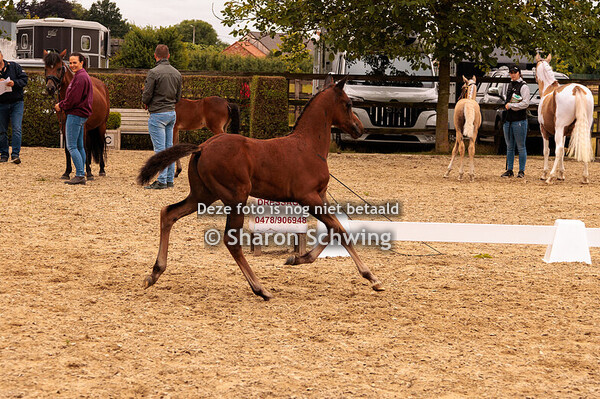 Veulens BRP Grote maat mannelijk