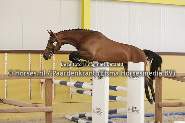 18 Ni-Lou van de Kranshoeve (Zinedream x Jia-Li v. Ginus)