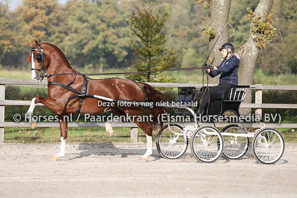 23-10-2020 KWPN Beoordeling tuigpaarden najaar 2020