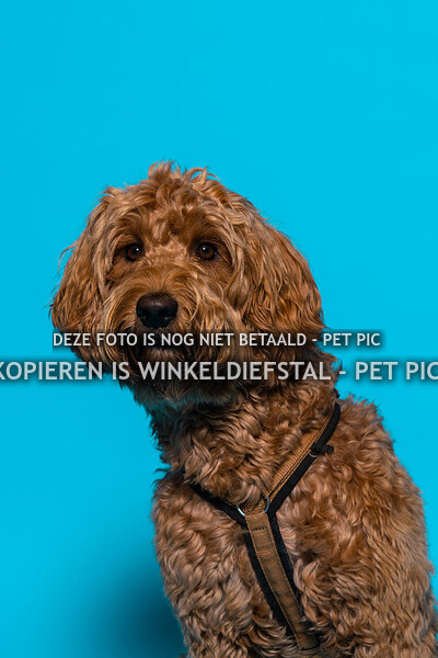 025 hond