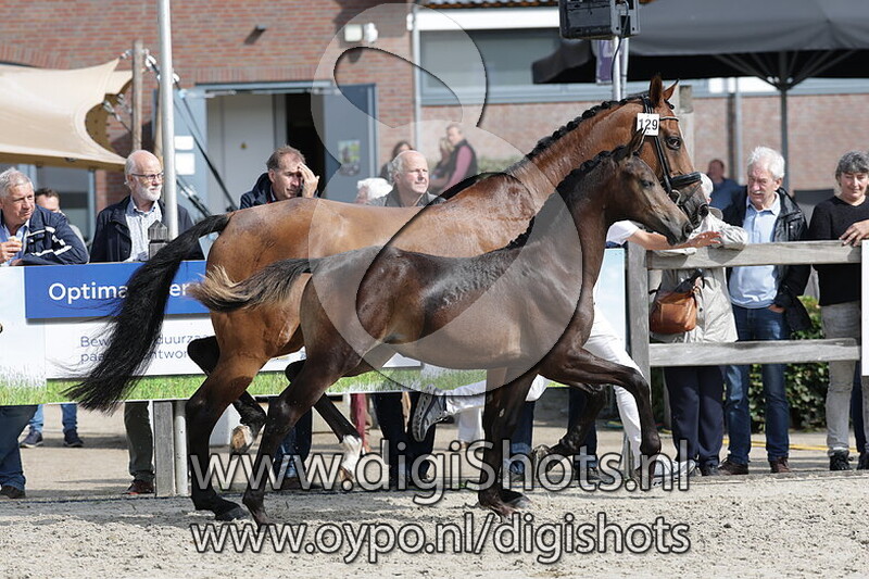 Vesper Lynn Tara v. Next Romancier