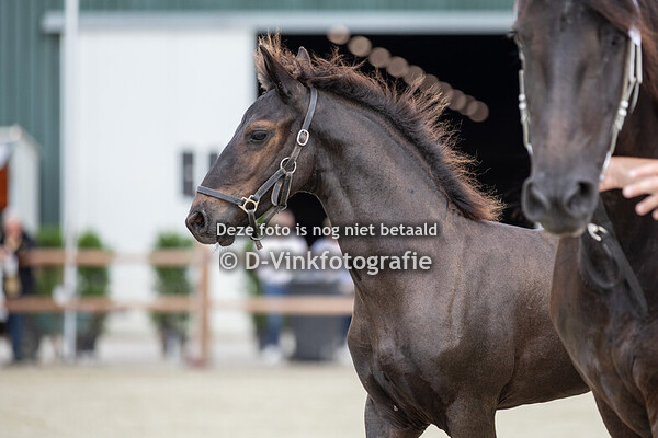 03. Brendan fan Preiss