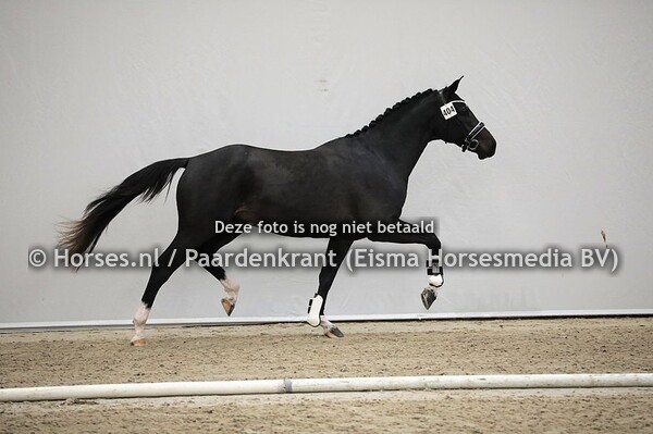 404 Nobility Kingsley (Faundation x Annathaliana v. Special D) 1