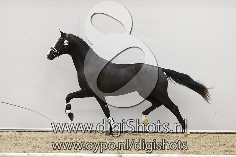 Navarro v. Blue Hors Farrell