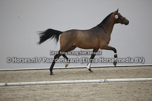 467 Nouerjev (Iconic B x Fellini Gold v. Rosengold)
