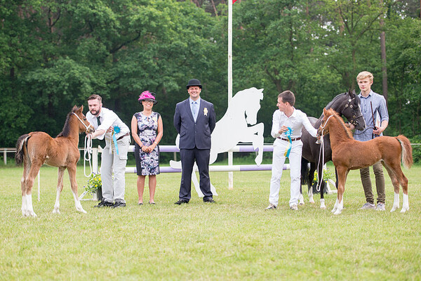 Internationale show Welsh Belgium