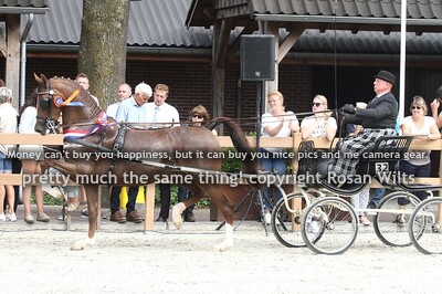 7jr en 8jr fokmerries in tuig