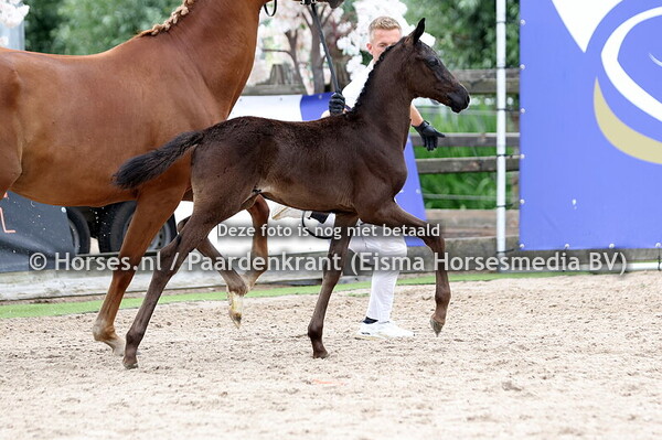 96 Vita Karla (V-Power x Ritz Karla v, Jameson RS2)